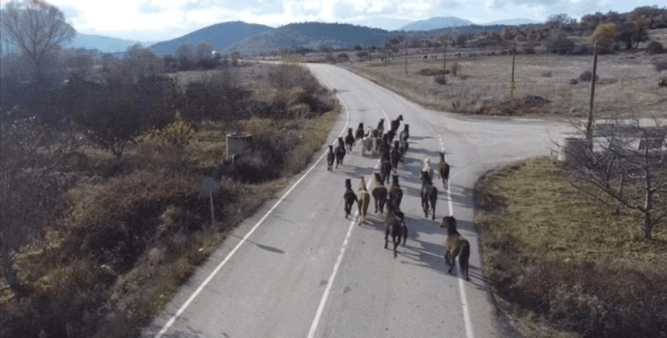 Isparta'da yılkı atları dronla görüntülendi