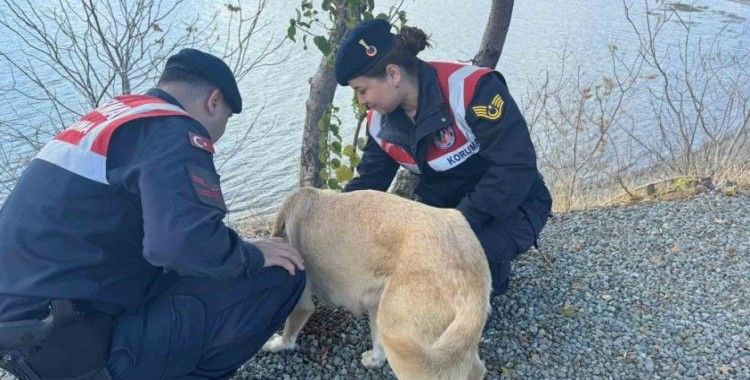 Elazığ’da jandarma ekipleri sokak hayvanlarını unutmadı
