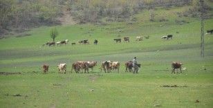 Aydın’da üreticilere hibe yem bitkisi tohumu dağıtılacak
