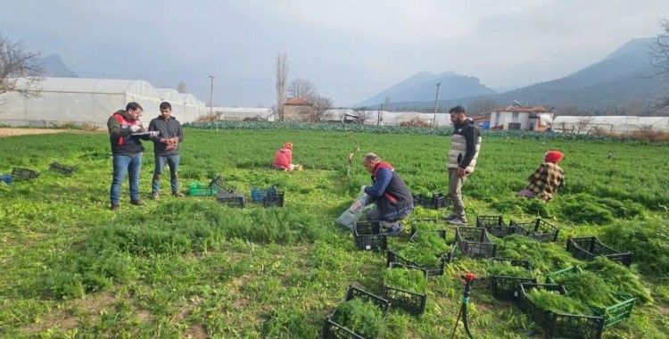 Eskişehir’de yaprağı yenen sebzelerde kalıntıyla mücadele çalışmaları devam ediyor
