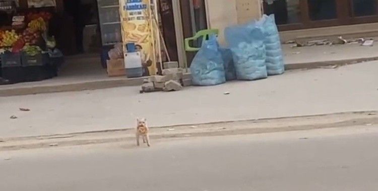 Mardin’de kedi market önündeki simidi çaldı
