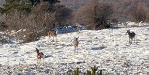 Bolu’da yiyecek arayan karaca sürüsü görüntülendi
