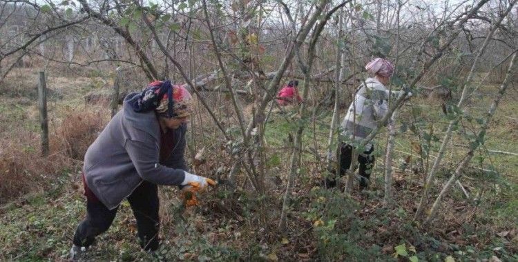 Fındık bahçelerinde kış bakımı başladı
