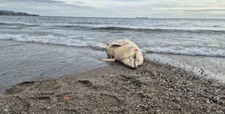 Marmara Denizi’nde ölü yunus balığı bulundu
