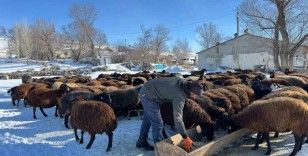 Ağrılı besiciler dondurucu soğuklara rağmen hayvancılığı sürdürüyor
