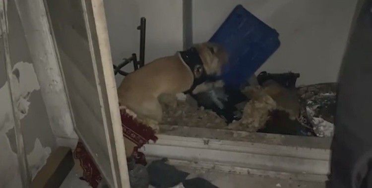 Narkotik köpeği ‘Jack’ suçluların peşinde
