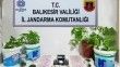 Jandarma’dan 6 ilçede uyuşturucu operasyonu
