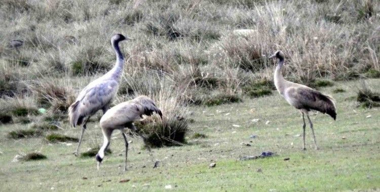 Türkülere konu olan telli turnalar Erzincan’da görüntülendi
