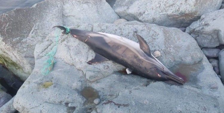 Artvin’in Arhavi ilçesinde kuyruğuna ağ dolanan yunus balığı karaya vurdu
