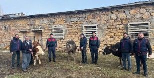 Sivas’ta büyükbaş hayvan çalan 4 kişi tutuklandı
