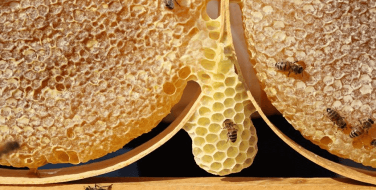 Sivas en 'ballı' 4. şehir oldu