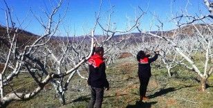 Şeftali ve nektarinde ’bordo bulamacı’ zamanı
