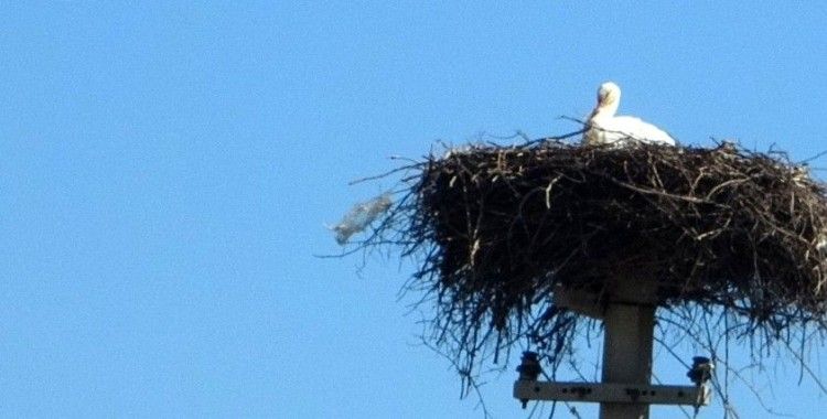Menteşe’de baharın habercisi leylekler yuvalarına dönüyor
