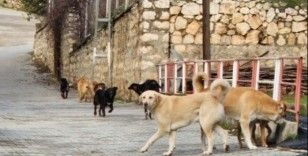 Bilecik’te sokak köpeklerinin hepsi toplanacak
