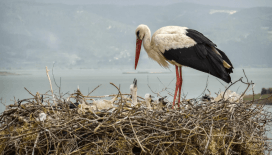 Leylekler ne kadar yaşar? İşte 'baharın bekçilerinin' göç yolları ve Türkiye’de kalış süreleri