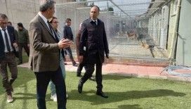 Muğla Büyükşehir Geçici Hayvan Bakım Evi’nde inceleme
