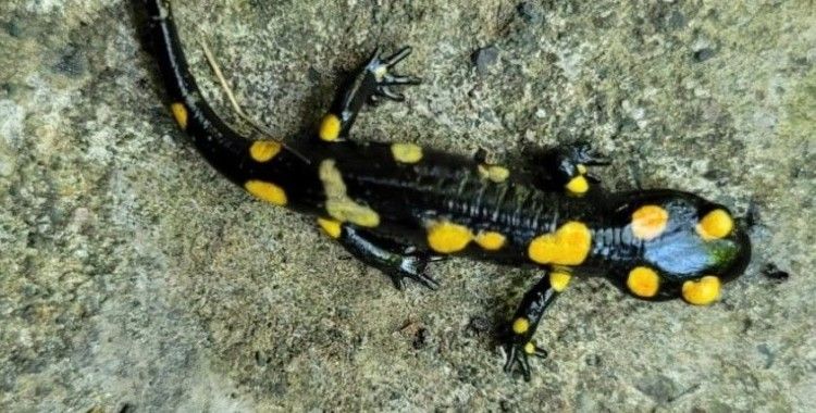 Koruma altındaki ’Benekli Semenderler’ Demirözü’nde görüntülendi
