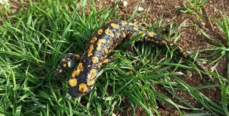 Baharla birlikte Benekli Semenderler çıkmaya başladı; Zarar vermenin bedeli, 557.212 TL
