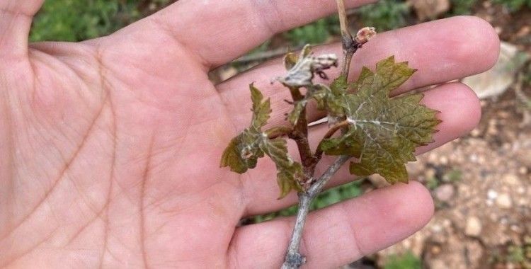 Denizli’nin yüksek kesimlerinde zirai don bekleniyor
