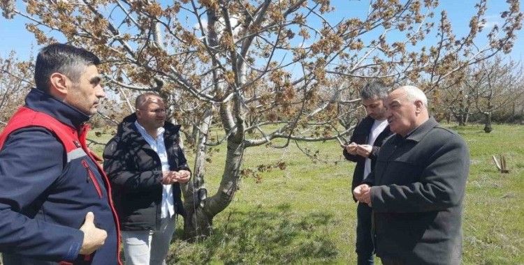 Afyonkarahisar’da tarım alanlarını don vurdu
