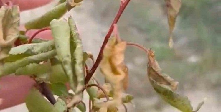 Elazığ’da zirai don tarımsal üretime zarar verdi
