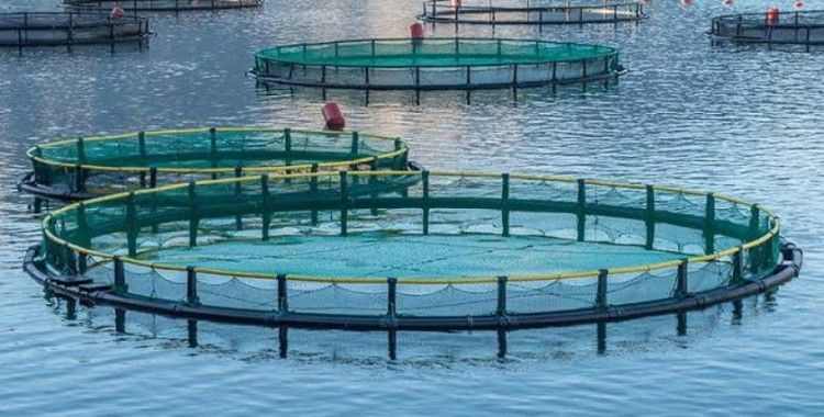 Su ürünleri avcılığında yeni kurallar getirildi: Artık Amatör Balıkçı Belgesi zorunlu oldu