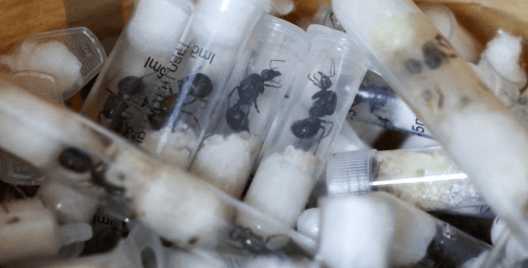 Kenya'da böcek kaçakçısı 'karınca çetesi' yargılanıyor