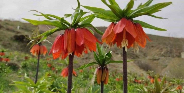 Van’da açan ters laleler ile kardelenler doğayı süsledi
