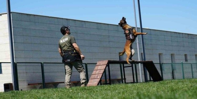 Sınırların gizli kahramanı hassas burun köpekler böyle eğitiliyor
