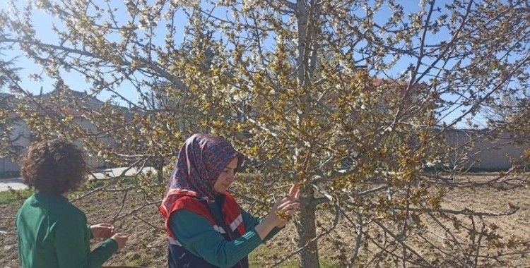 Zirai don nedeniyle hasar tespit çalışmaları devam ediyor

