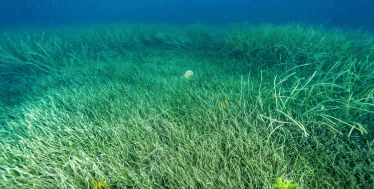 Marmara'da müsilajla mücadelede deniz çayırları ve pina midyeleri kullanılacak