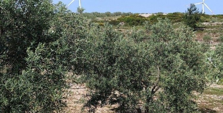 Aydın’da zeytin bahçeleri denetlendi
