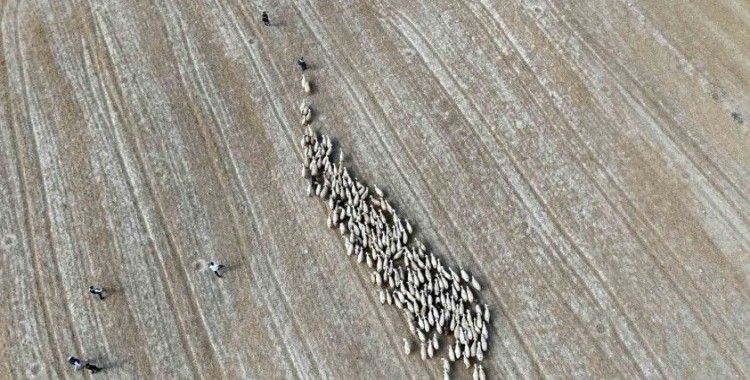 Baharın gelişiyle Bayburt’ta koyunlar yeniden yola koyuldu
