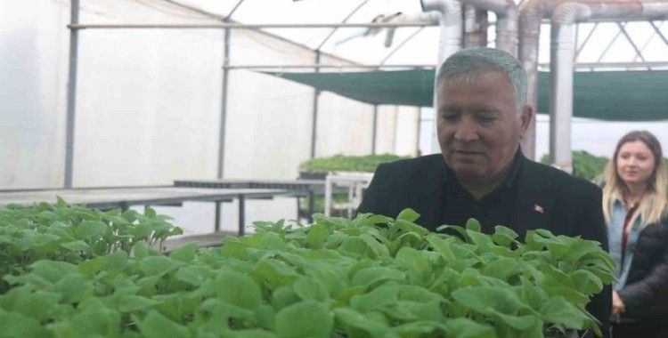 Ata mirası tohumlar milyonlarca fideye dönüştü
