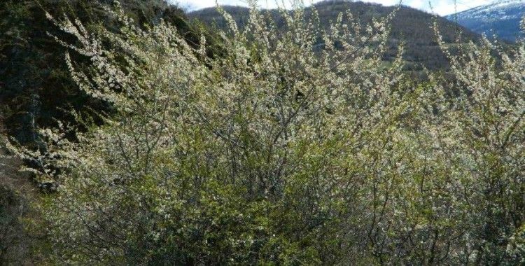 Posof’ta bahar sevinci
