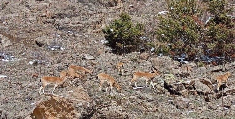 Dağların süsü dağ keçileri sürü halinde Bayburt’ta görüldü
