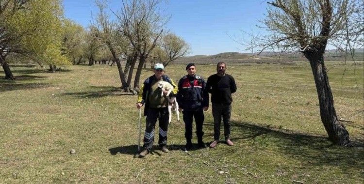 Kayıp küçükbaş hayvanı jandarma buldu

