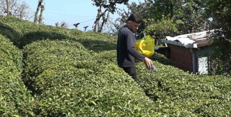 Yaş çay üreticileri son hazırlıklarını tamamlıyor
