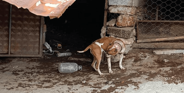 Manisa'da pitbull besleyen 2 kişiye 304 bin lira ceza