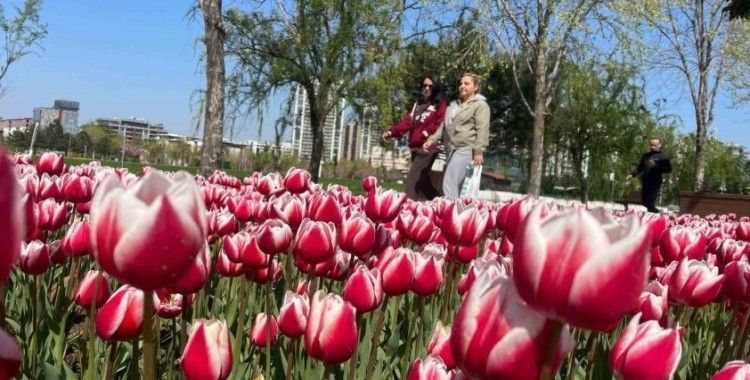 Bursa’ya lale çok yakışıyor
