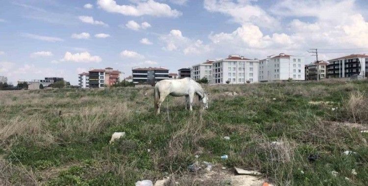 Eskişehir’de başıboş atlar
