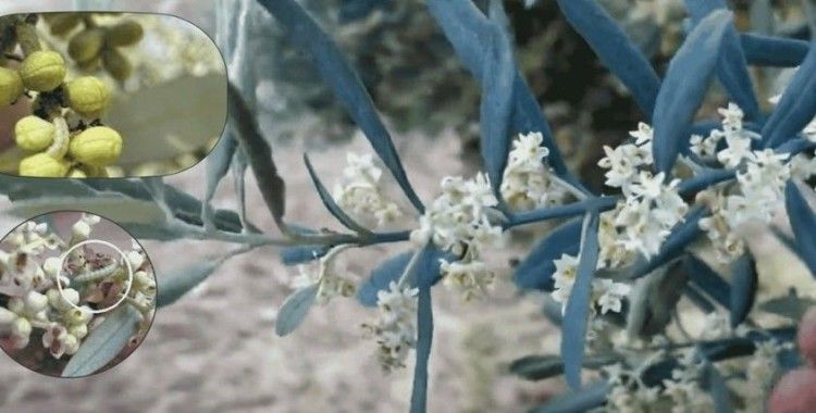 Zeytin güvesine karşı mücadele uyarısı
