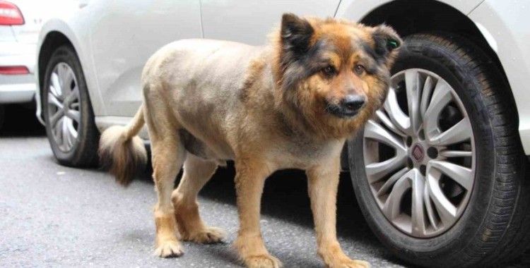 O Trabzon’un ’Aslan Kralı’
