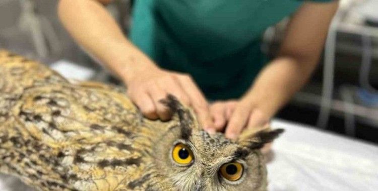 Osmaneli Belediyesi yaralı baykuşu tedavi altına aldı
