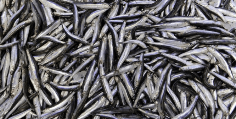 Türkiye'nin 3 aylık hamsi ihracatı 3,1 milyon doları aştı