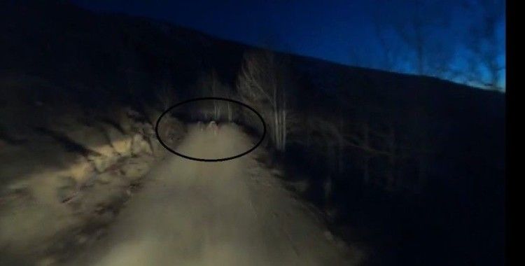 Gece motosikletin önünde koşan iki ayı görüntülendi
