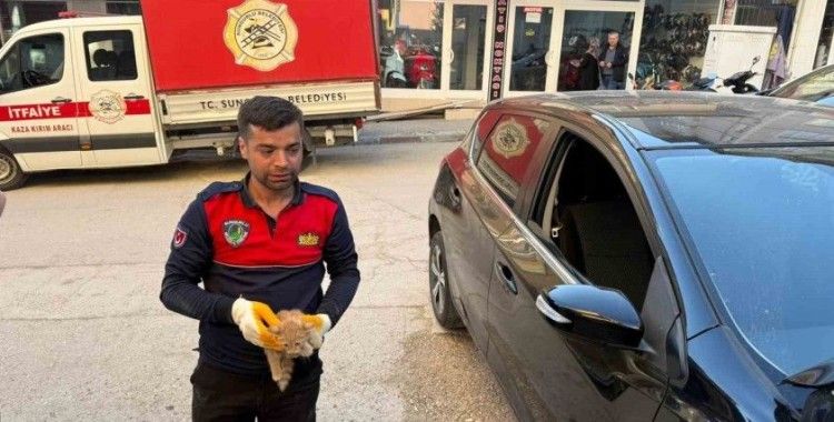 Otomobilin motor kısmına giren yavru kediyi itfaiye kurtardı
