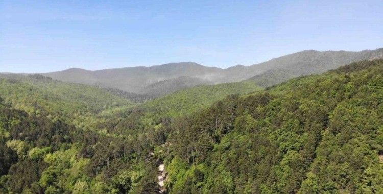 Çanakkale’de ormanlık alanlara giriş yasaklandı