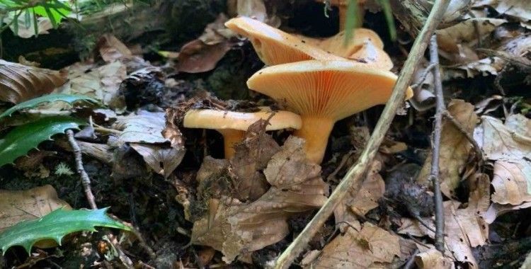 Mantar zehirlenmelerine dikkat
