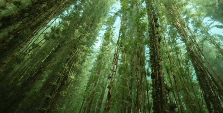 Uzmanı uyardı: Bilinçsizce toplanan bir ot, şifa değil zehir olabilir